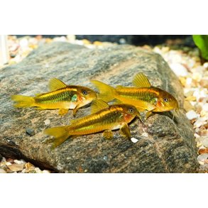 Corydoras aeneus  Peru Gold Stripe. CW10